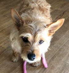 Cairn Terrier Dogs for adoption in Rockaway, NJ, USA