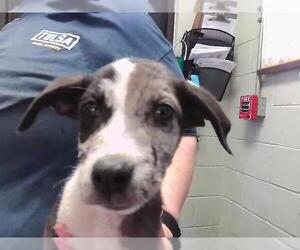 Catahoula Leopard Dog-Unknown Mix Dogs for adoption in Tulsa, OK, USA