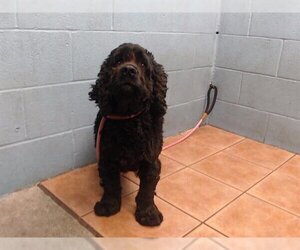 Cocker Spaniel Dogs for adoption in Downey, CA, USA