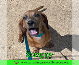 Dachshund-Unknown Mix Dogs for adoption in Pensacola, FL, USA