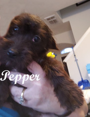 Medium Photo #1 Havanese Puppy For Sale in Spring, TX, USA