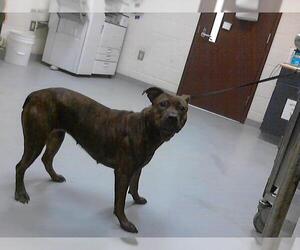 Plott Hound-Unknown Mix Dogs for adoption in Fayetteville, NC, USA