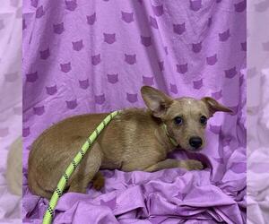 Chihuahua-Unknown Mix Dogs for adoption in Modesto, CA, USA