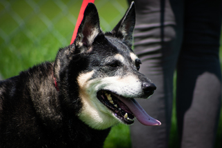Alaskan Husky-Pembroke Welsh Corgi Mix Dogs for adoption in Rogersville, TN, USA