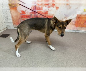 German Shepherd Dog-Unknown Mix Dogs for adoption in San Bernardino, CA, USA