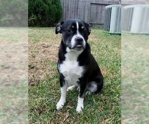 Australian Shepherd-Boxer Mix Dogs for adoption in Grafton, WI, USA