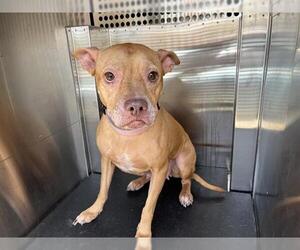 American Staffordshire Terrier-Unknown Mix Dogs for adoption in Grand Prairie, TX, USA