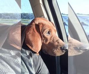 Redbone Coonhound-Unknown Mix Dogs for adoption in Dahlgren, VA, USA