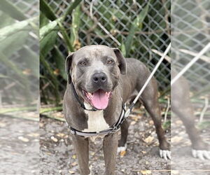 American Pit Bull Terrier Dogs for adoption in West Palm Beach, FL, USA