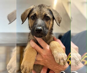 German Shepherd Dog-Unknown Mix Dogs for adoption in Wetumpka, AL, USA