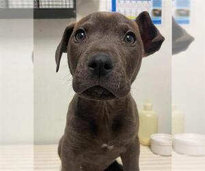 American Pit Bull Terrier-Unknown Mix Dogs for adoption in Bakersfield, CA, USA
