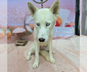 Siberian Husky-Unknown Mix Dogs for adoption in Long Beach, CA, USA