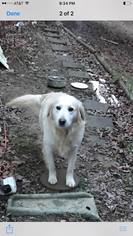 Golden Retriever Dogs for adoption in Crystal, MN, USA