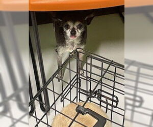 Chihuahua Dogs for adoption in Temple, TX, USA