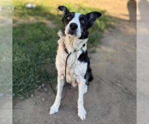 Border Collie-Unknown Mix Dogs for adoption in Modesto, CA, USA