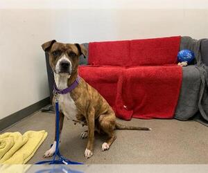 Boxer-Unknown Mix Dogs for adoption in Berkeley , CA, USA