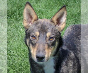 German Shepherd Dog-Huskies Mix Dogs for adoption in Huntley, IL, USA