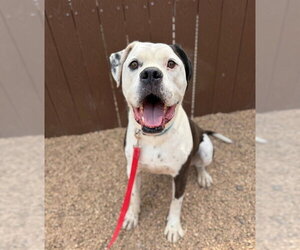 American Bulldog Dogs for adoption in Brighton, CO, USA