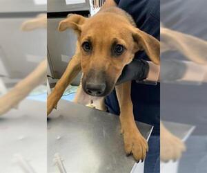 German Shepherd Dog-Unknown Mix Dogs for adoption in Visalia, CA, USA