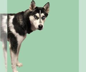 Siberian Husky Dogs for adoption in Long Beach, CA, USA