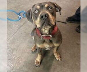 Rottweiler-Unknown Mix Dogs for adoption in Tavares, FL, USA