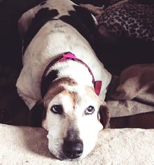 Treeing Walker Coonhound Dogs for adoption in Cool Ridge, WV, USA