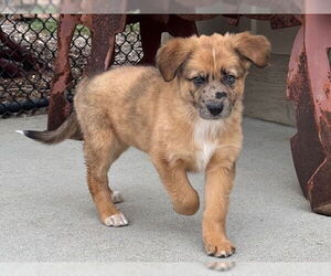 German Shepherd Dog-Unknown Mix Dogs for adoption in Santa Cruz, CA, USA