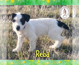 Jack Russell Terrier-Unknown Mix Dogs for adoption in Red Lodge, MT, USA