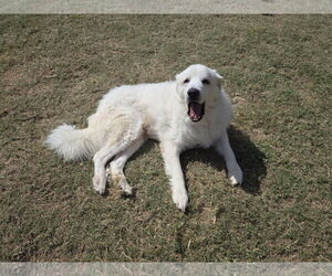 Great Pyrenees-Unknown Mix Dogs for adoption in Houston, TX, USA
