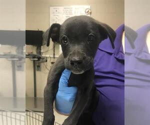 American Pit Bull Terrier-Unknown Mix Dogs for adoption in Conroe, TX, USA