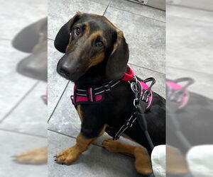 Basset Hound-German Shepherd Dog Mix Dogs for adoption in Deepwater, NJ, USA