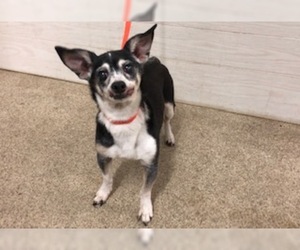 Chihuahua Dogs for adoption in Tavares, FL, USA