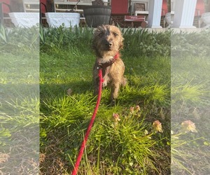 Dachshund Dogs for adoption in Croydon, NH, USA