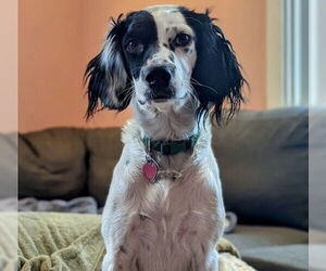 Brittany-Unknown Mix Dogs for adoption in Curwensville, PA, USA