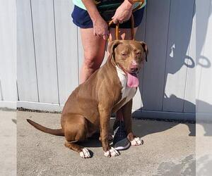 Labrador Retriever-Unknown Mix Dogs for adoption in Louisville, KY, USA