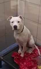 American Pit Bull Terrier-Bulldog Mix Dogs for adoption in Mission, KS, USA