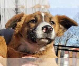 Border-Aussie Dogs for adoption in Pawtucket, RI, USA