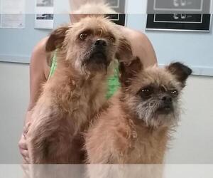 Brussels Griffon Dogs for adoption in Eureka Springs, AR, USA