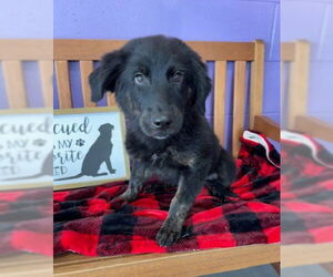 Mutt Dogs for adoption in Genesee, WI, USA