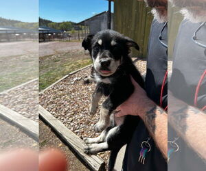 Shepradors Dogs for adoption in Princeton, MN, USA
