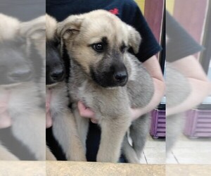 Medium Photo #1 German Shepherd Dog Puppy For Sale in Minneapolis, MN, USA