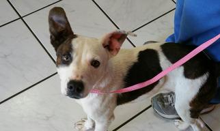 Jack Russell Terrier-Unknown Mix Dogs for adoption in Ola, AR, USA