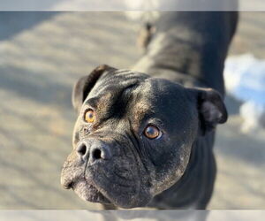 Mutt Dogs for adoption in Tulsa, OK, USA