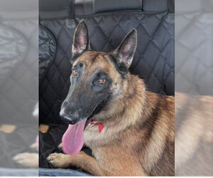 Mutt Dogs for adoption in Bakersfield, CA, USA