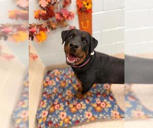 Medium Photo #1 Rottweiler Puppy For Sale in Brighton, CO, USA