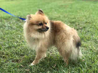 Pomeranian Dogs for adoption in Rosenberg, TX, USA