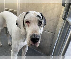 Great Dane Dogs for adoption in Pasadena, CA, USA