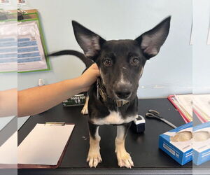 Basset Hound-Miniature Pinscher Mix Dogs for adoption in Chico, CA, USA