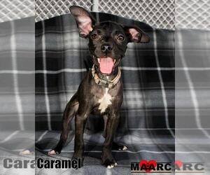 Boston Huahua Dogs for adoption in Maryville, TN, USA