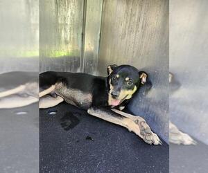 Medium Photo #1 Mutt Puppy For Sale in San Antonio, TX, USA